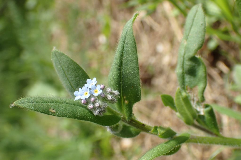 Boraginaceae sp?  si,  Myosotis sp.